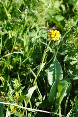 Ligularia glauca
