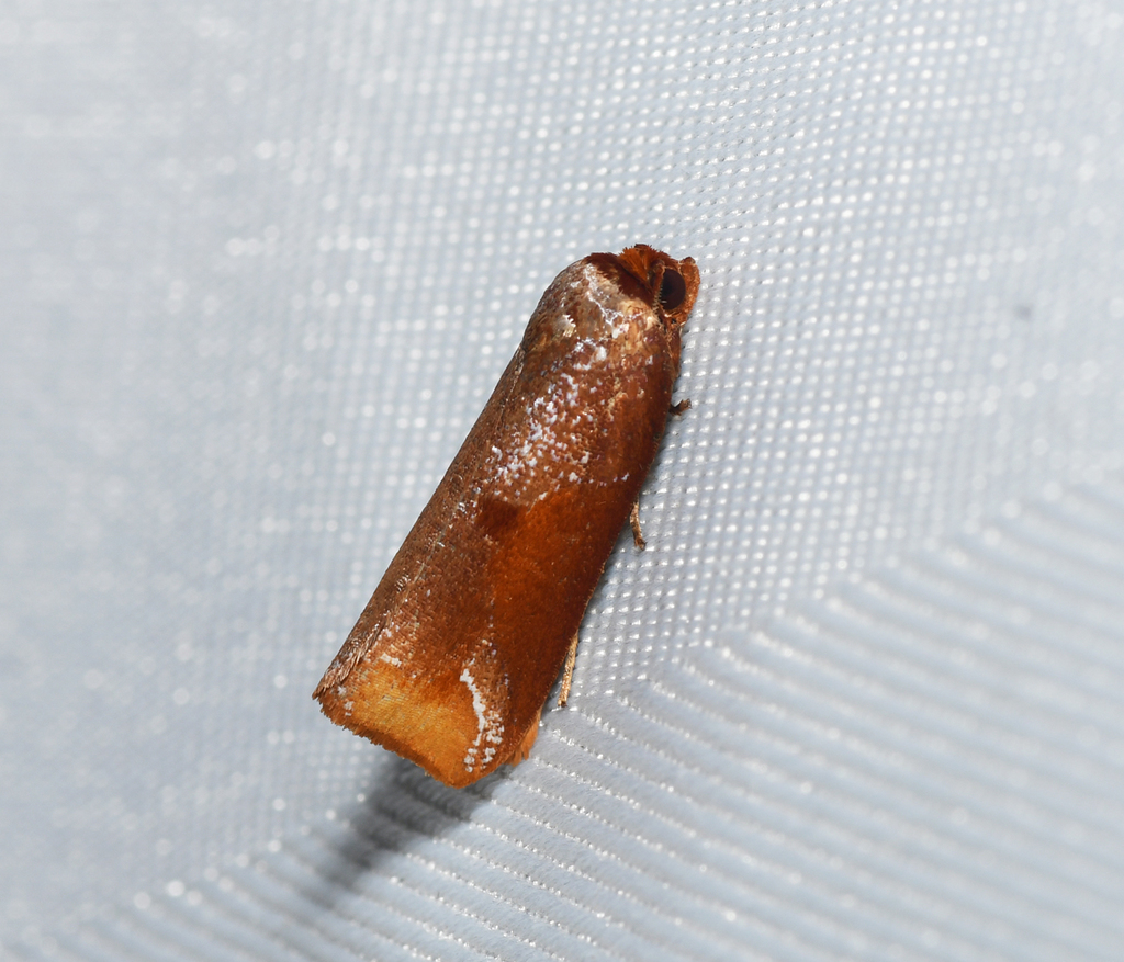 Anacrusis aerobatica
