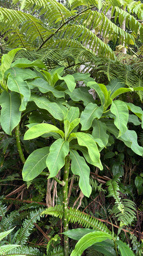 Clermontia oblongifolia, 2025-06-25