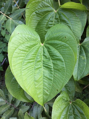 Dioscoreaceae