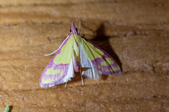 Choristostigma perpulchralis