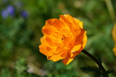 Trollius altaicus, photograph (c) evgeniq_benihanov, some rights reserved (CC BY)