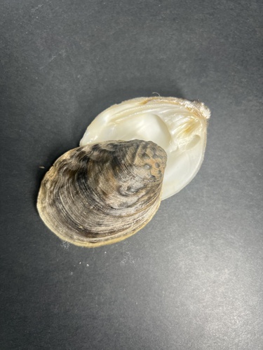 Aculamprotula tientsinensis