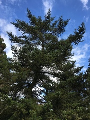 Abies homolepis