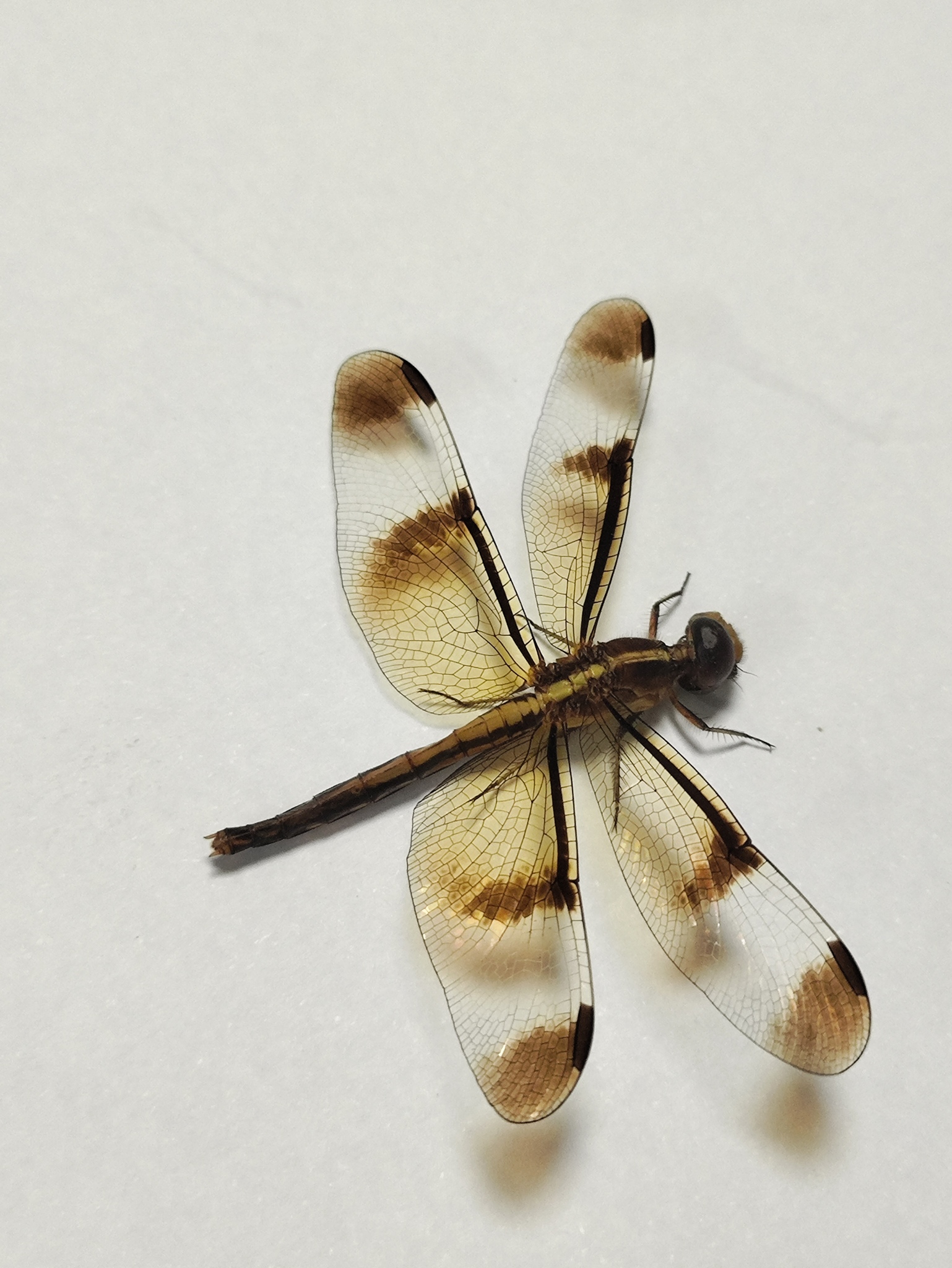 Pied Paddy Skimmer