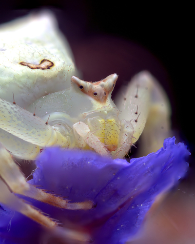 Thomisus citrinellus