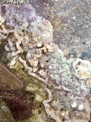 Lithophyllum incrustans