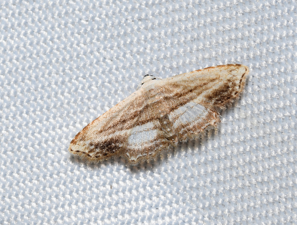 Sigela leucozona