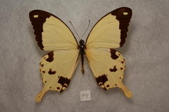 Papilio dardanus polytrophus