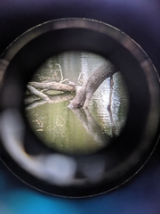 Actinemys marmorata pallida