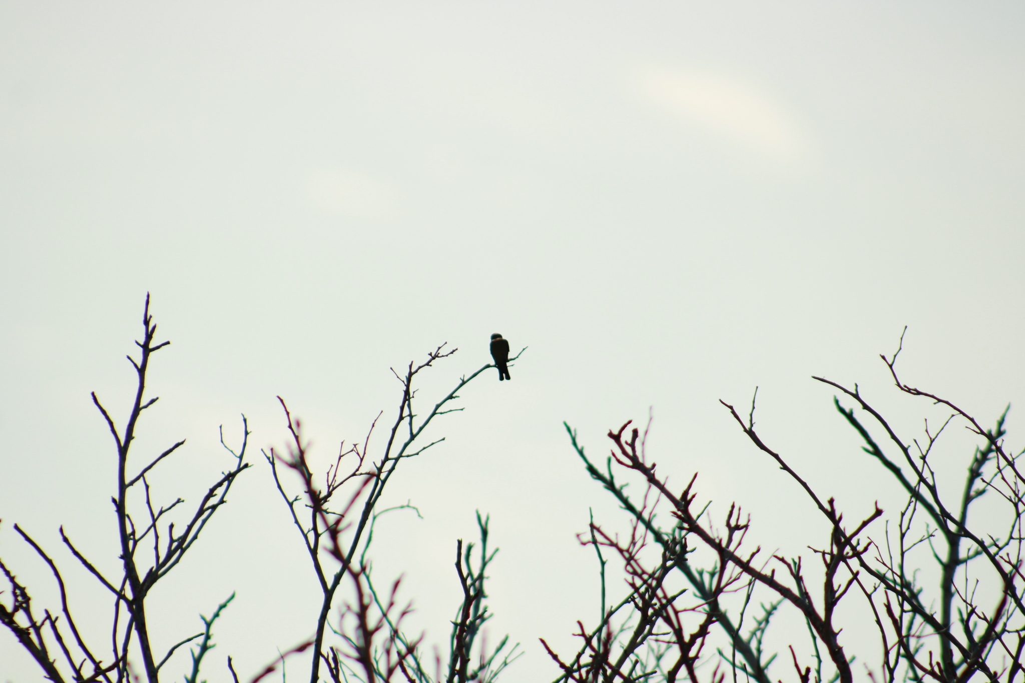 Mexican Sheartail (Doricha eliza), photo 10