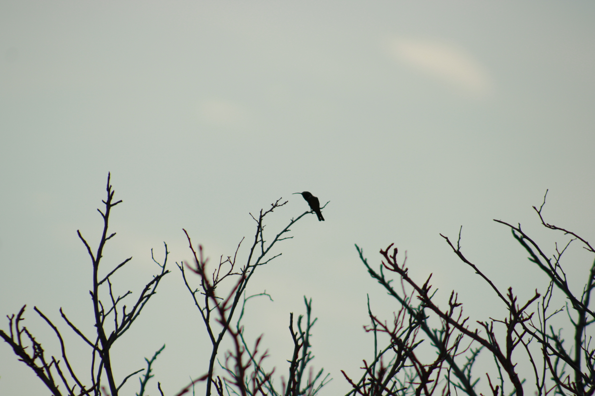 Mexican Sheartail (Doricha eliza), photo 9