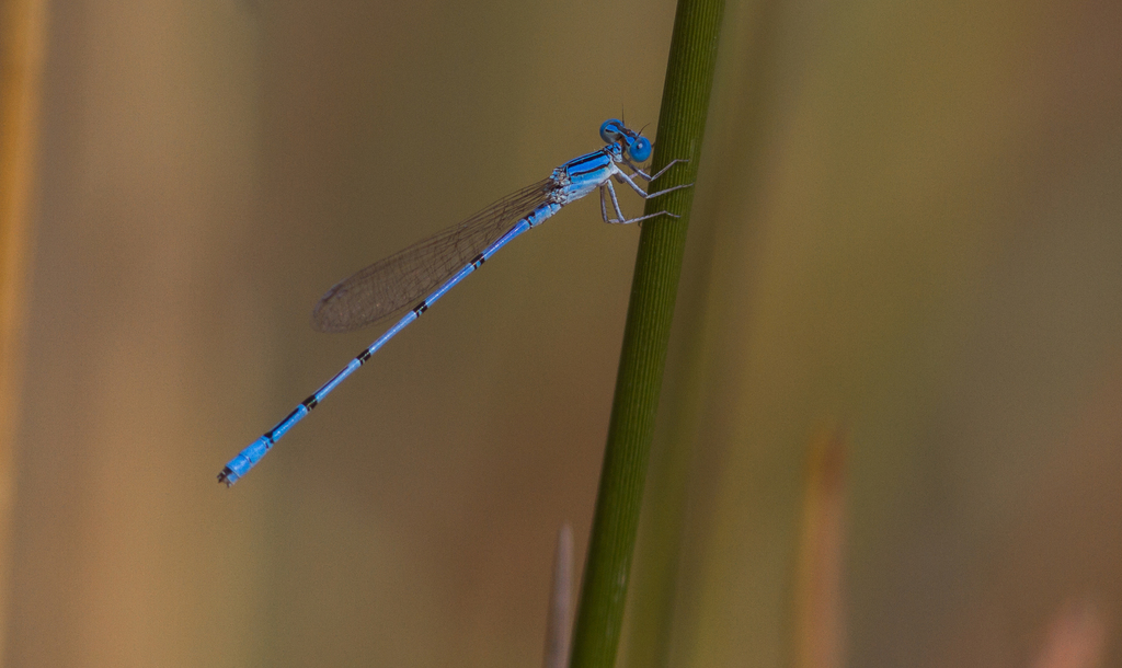 Azuragrion somalicum