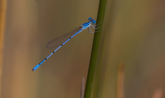 Azuragrion somalicum