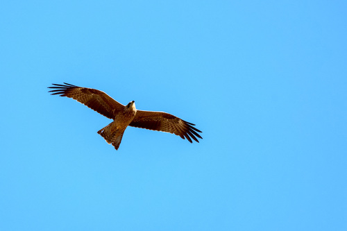 Black Kite