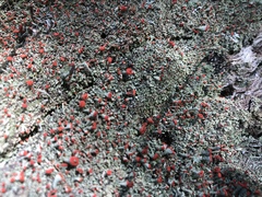 Cladonia incrassata