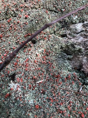 Cladonia incrassata
