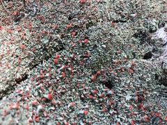 Cladonia incrassata