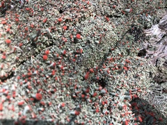 Cladonia incrassata