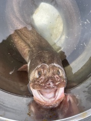 Giant Wrymouth photo 2