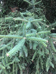 Abies pinsapo