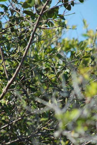 Yucatan Gnatcatcher (Polioptila albiventris), photo 10