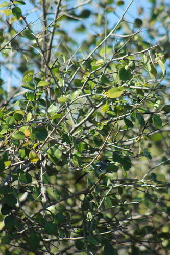 Yucatan Gnatcatcher (Polioptila albiventris), photo 6