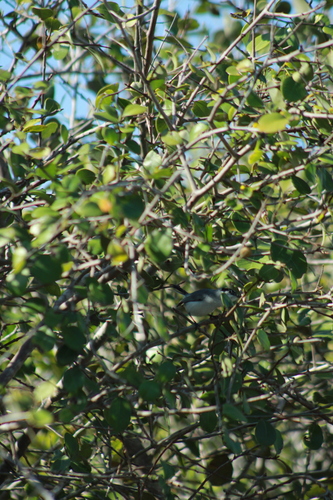 Yucatan Gnatcatcher (Polioptila albiventris), photo 5