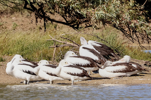 Australian Pelican