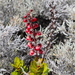 Agarista buxifolia - Photo (c) Phil Boyle,  זכויות יוצרים חלקיות (CC BY-NC), הועלה על ידי Phil Boyle