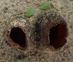 Peziza oceanica