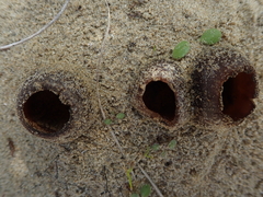 Peziza oceanica