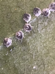 Euthoracaphis umbellulariae