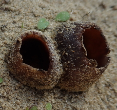 Peziza oceanica