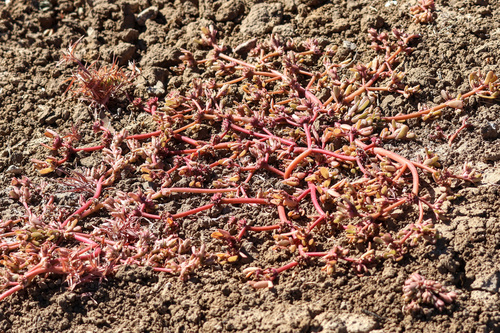 Common Purslane