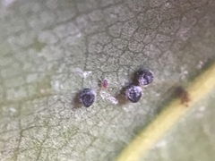 Euthoracaphis umbellulariae