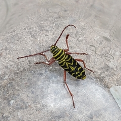 Megacyllene robiniae