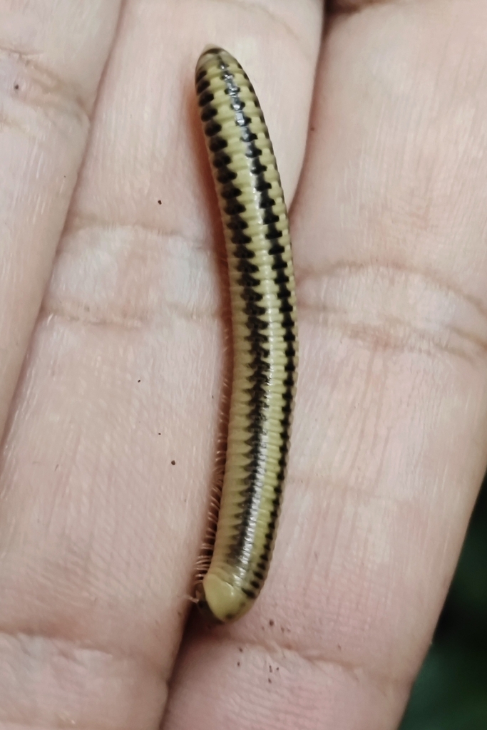 Siliquobolellus