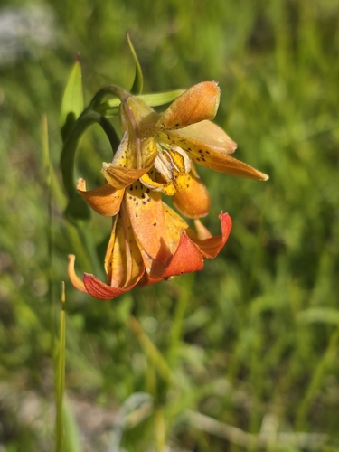 Alpine lily