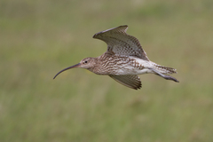 Eurasian Curlew photo 5