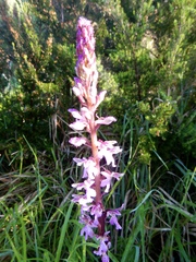 Orchis patens