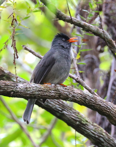 Hypsipetes borbonicus (J.R.Forster, 1781)