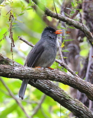 Hypsipetes borbonicus