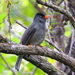 Réunion Bulbul - Photo (c) Phil Boyle, some rights reserved (CC BY-NC), uploaded by Phil Boyle