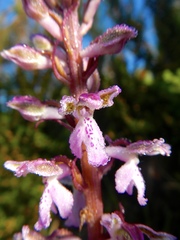 Orchis patens