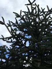 Abies pinsapo