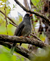 Hypsipetes borbonicus