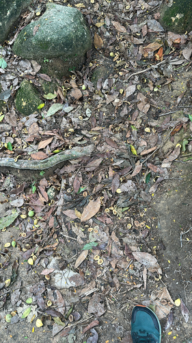 Aquilaria malaccensis, photograph 3