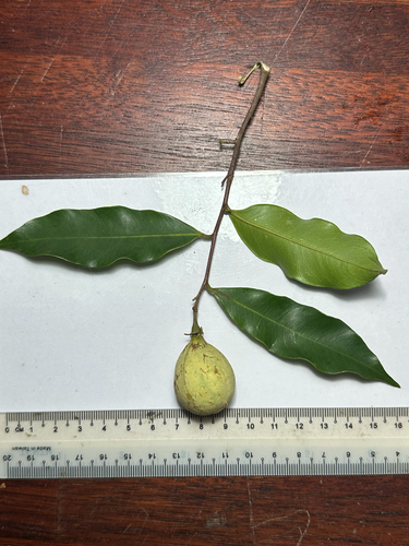 Aquilaria malaccensis, photograph 2