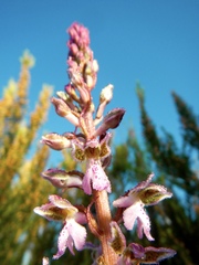 Orchis patens